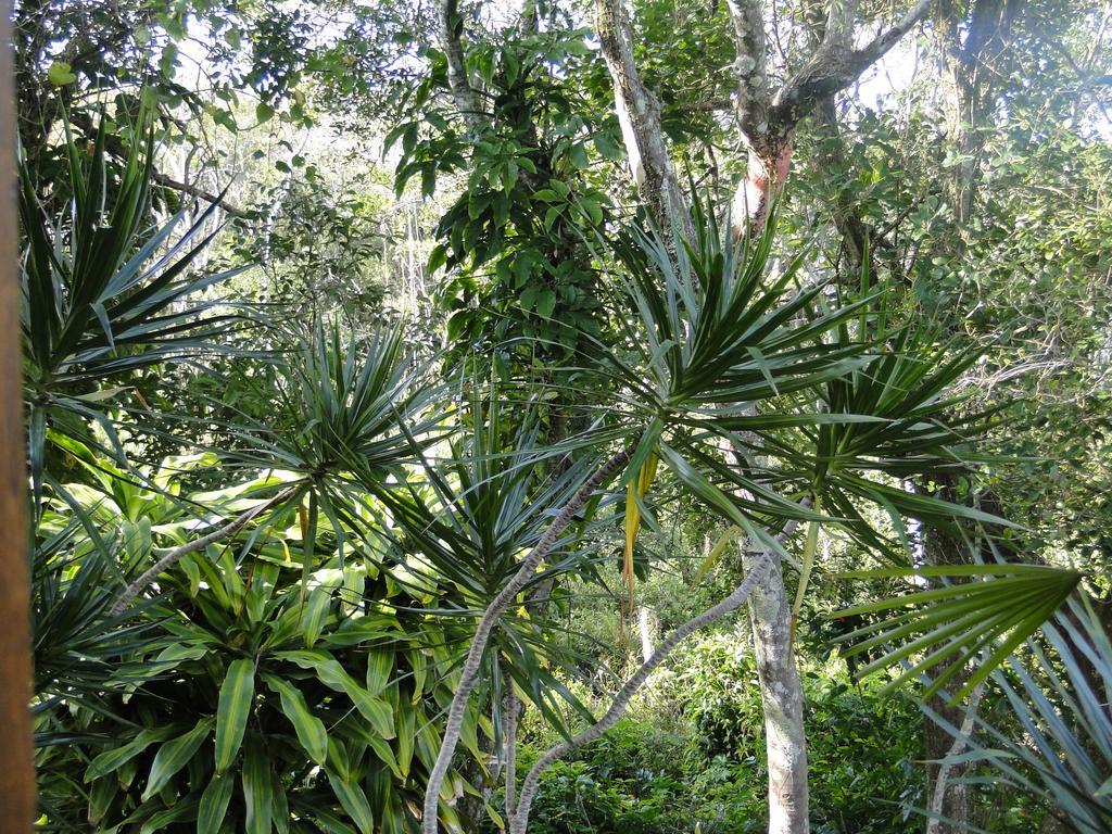 Pousada Lembranca Florianópolis 外观 照片